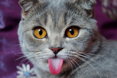 Зачем кошки высовывают языки?