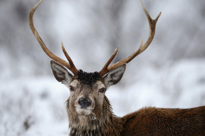 Где нашли необычный зомби-вирус, поражающий оленей?