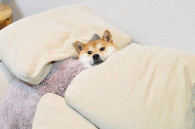 Можно ли  собаке спать  в кровати хозяина?