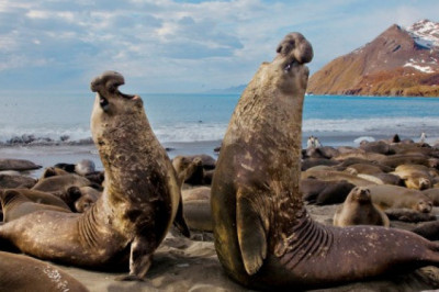 Интересные факты о морских слонах