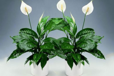 4 важных причины завести спатифиллум у себя дома 