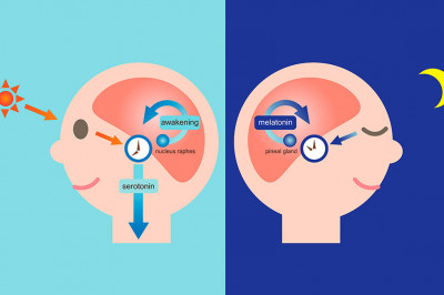 Как продлить свою молодость с помощью гормона?