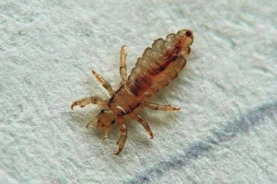 Кто такие бельевые вши и чем они опасны?