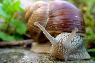 Интересные факты об улитках