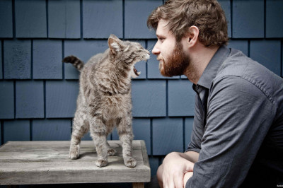 Какими по характеру являются мужчины,  которые любят кошек?