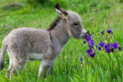 Действительно ли ослы упрямые?