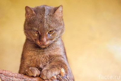 Ягуарунди- мини-пума, которая может стать вашим домашним котом