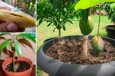 Как вырастить манго в домашних условиях?