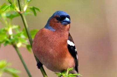 Почему птички зяблики так называются?