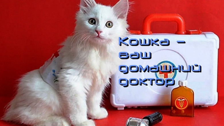 Куда нужно прикладывать кота, чтобы вылечиться?