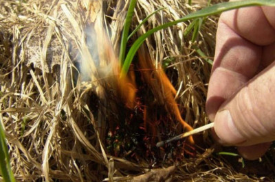 Пожалуйста,  не поджигайте траву! Ведь это преступление  против природы!