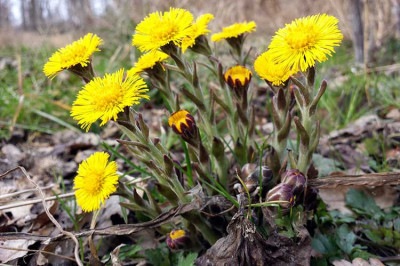 Почему мать-и-мачеха так называется?