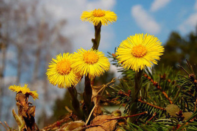 Интересные факты о мать-и-мачехе