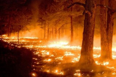 Что происходит с природой при поджоге травы?