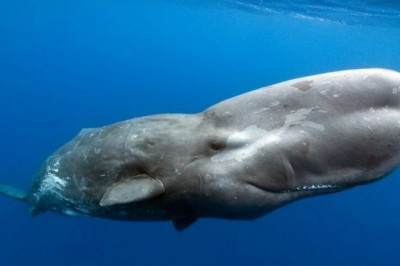 Кто такой кашалот?