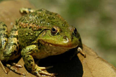 Двойная жизнь лягушки