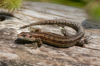 Как ящерицы справляются с потерей своих хвостов?