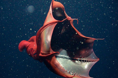 Так ли страшен кальмар  адский вампир  судя по его названию?