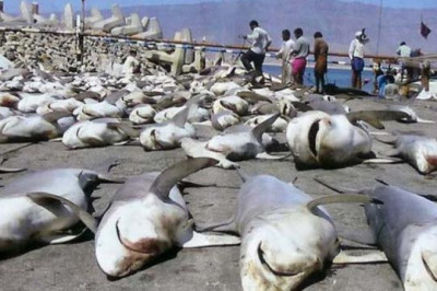 Почему человек истребляет акул?