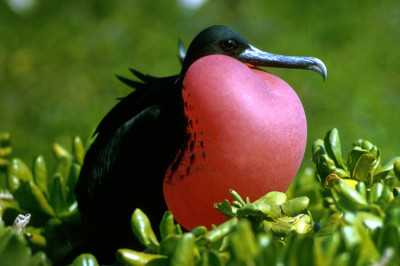 Любопытные факты о птице фрегат