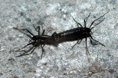 Какое насекомое имеет самый маленький геном?