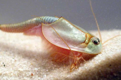 Кто такие щитни?