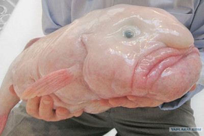 Крапчатый звездочет- страшная рыбка с красивым названием