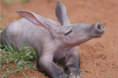 Кто такие трубкозубы?