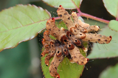 Кто такие слизневидки?