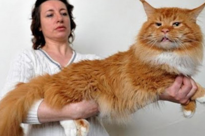 Хороши ли мейн-куны в качестве домашних питомцев?