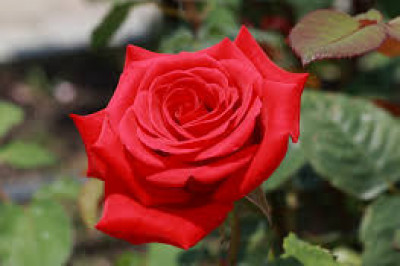 Что символизируют такие цветы как розы?