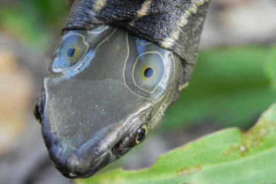 Правда ли, что бывают черепахи четырехглазыми?