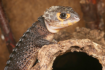 Кто такие крокодиловые сцинки?