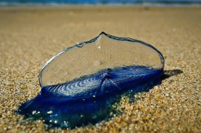 Могут ли  медузы передвигаться по суше?