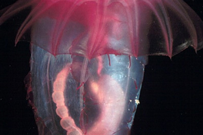 Кто такие морские розовые огурцы?