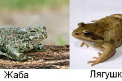 5 основных отличий лягушек от жаб