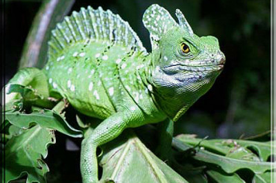 Кто такой шлемоносный василиск?