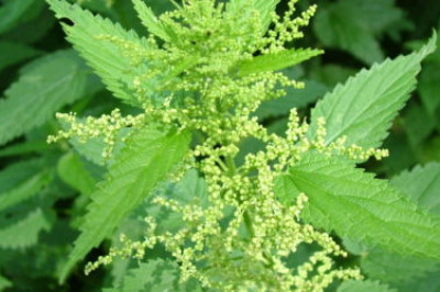 Что делать, если  обожглись крапивой?