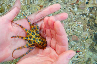 Чем коварны синекольчатые осьминоги?