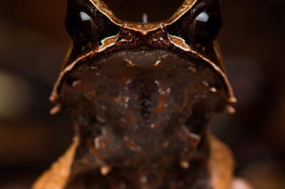 Лягушка, которая по праву считается мастером отменной маскировки