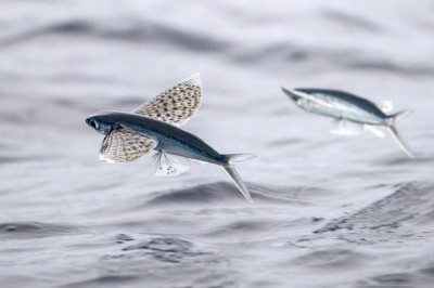 Кто такие стрижехвосты?