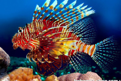 Почему рыба зебра-крылатка так называется?