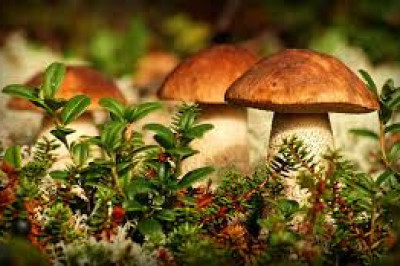 Грибы как золотая середина между растениями и животными