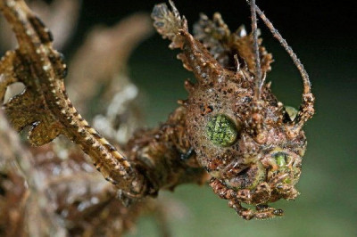 Так ли грозен мшистый палочник?