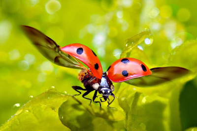 5 малоизвестных фактов о божьей коровке