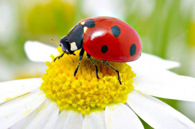 Почему божья коровка имеет такое название?