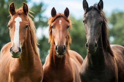 Кто из животных спит стоя?