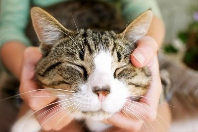 Как кошки исполняют свое мурлыканье?