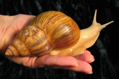 Африканские ахатины- улитки, которые могут подарить вашему дому экзотику