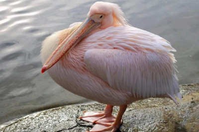 Кто из летающих созданий может спасть стоя?